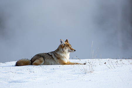 gray and brown fox lying on snow ground during daytime thumbnail