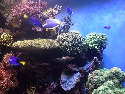 shoal of Blue Tang near corals thumbnail