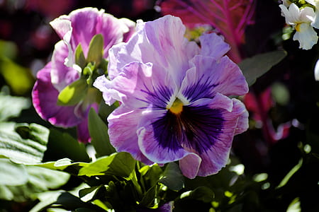 close-up photo of purple and pink pansy flowers thumbnail