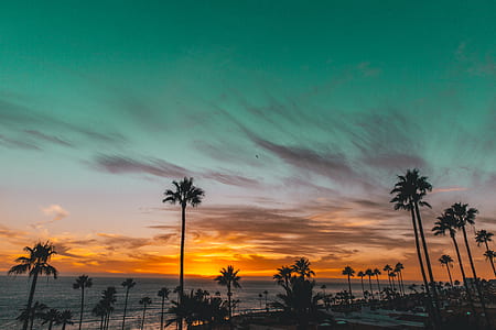 silhouette photo of palm trees near beach during sunset thumbnail