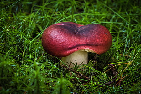 photo of red mushroom thumbnail