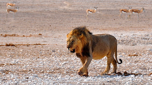 male lion near deer thumbnail