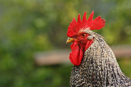 photo of black and white rooster thumbnail