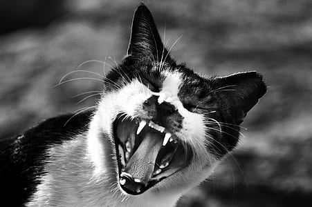 Gray Scale Photo of Cat Showing Mouth thumbnail