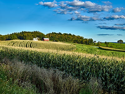 green cornfield under white clouds and blue sky thumbnail