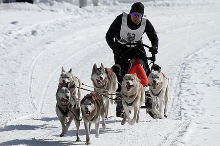 six assorted dogs beside man in black pants thumbnail