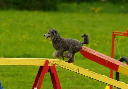 gray poodle on top of backyard playground thumbnail