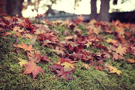 selective focus photo of brown leaves thumbnail