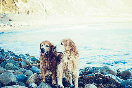 two long-coated brown dogs standing on rocks near body of water thumbnail