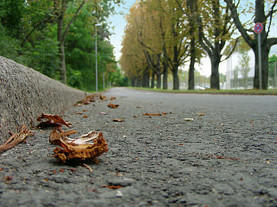 brown dried leaves beside road thumbnail