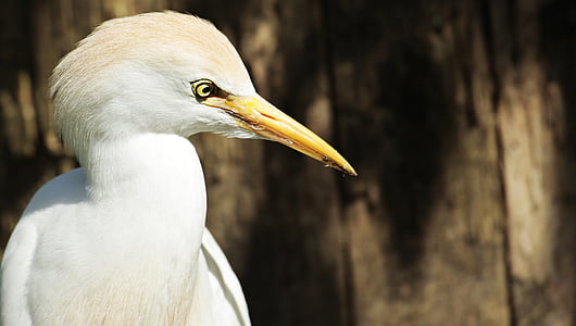 white long-beak heron bird thumbnail