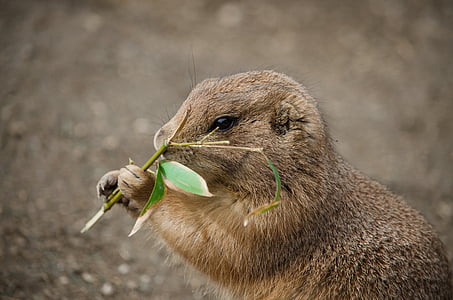 brown rodent eating leaf thumbnail
