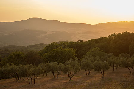 green leafed trees during sunset thumbnail
