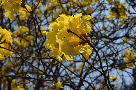 Drought Wind Flower, A Yellow Flower thumbnail