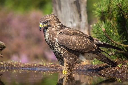 close-up photo of hawk thumbnail