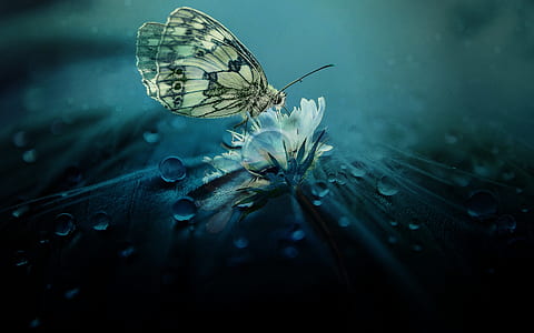 white and black butterfly on white flower thumbnail