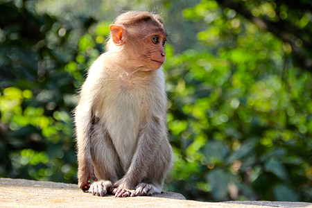 selective focus photo of brown monkey thumbnail