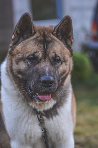 animal, dog, pet, cute thumbnail