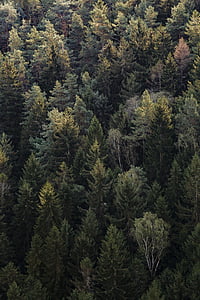 aerial photo of green trees thumbnail