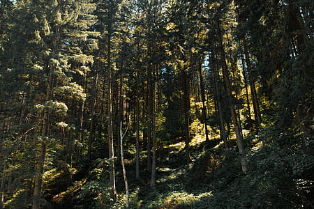 green trees during daytime thumbnail