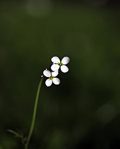 micro lens photo of two white flowers thumbnail