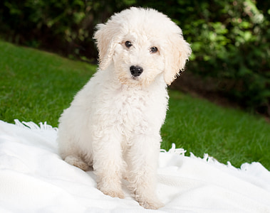 white dog sitting on white textile on green grass field thumbnail