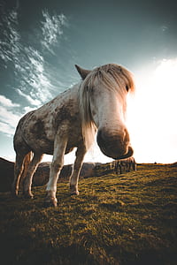 close-up photography of horse on farm during daytime thumbnail