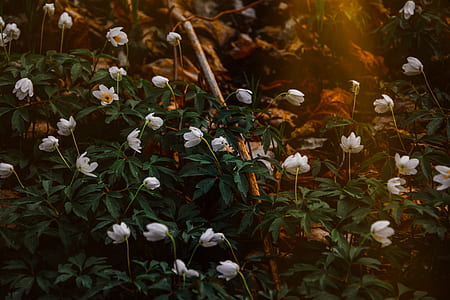 Photo of White Flowers thumbnail