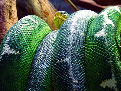 pattern, animal, dangerous, reptile thumbnail