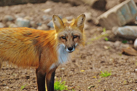 red fox standing on ground thumbnail