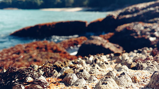 brown and white rocks thumbnail