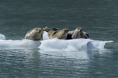 seals on drifting ice thumbnail