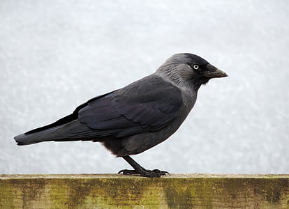 black and gray bird thumbnail