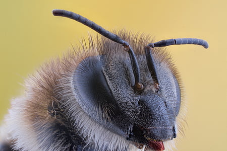 macro photography of black insect thumbnail