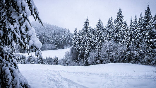 snowfield with trees near mountain thumbnail