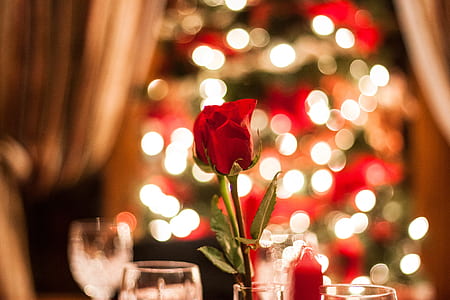 red rose in bokeh effect shot thumbnail