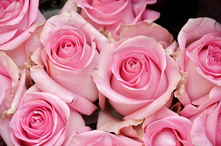 bouquet of pink roses thumbnail