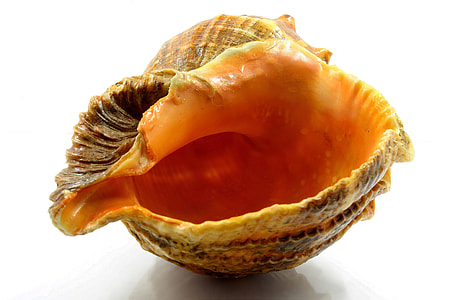 brown seashell screenshot thumbnail