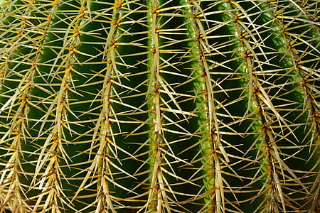 Green Plant thumbnail