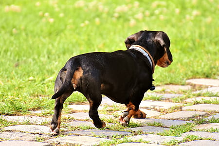 adult smooth black and tan dachshund running near grass at daytime thumbnail