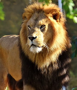 male lion near green foliage trees thumbnail