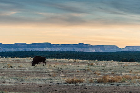 landscape photography of buffalo on ground thumbnail