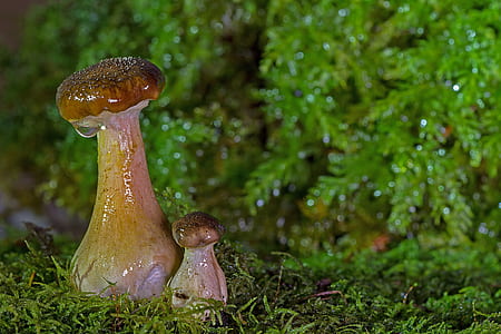 two brown mushrooms near green leafed plant thumbnail