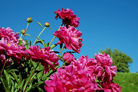 pink petaled flowers thumbnail