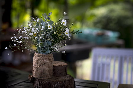 white Marguerite daisy flowers thumbnail
