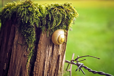 snail on tree thumbnail
