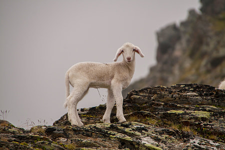 lamb standing on gray rock at daytime thumbnail