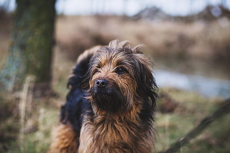 long-coated black and tan dog standing on grass field during daytime thumbnail