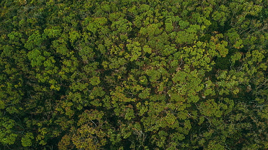 aerial photography of green leaf trees thumbnail