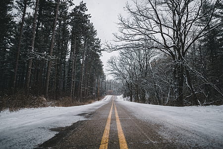 asphalt road between trees thumbnail